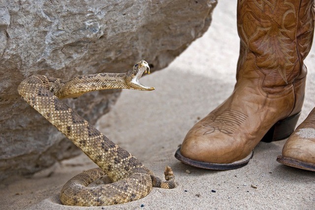 snake boots with snake head
