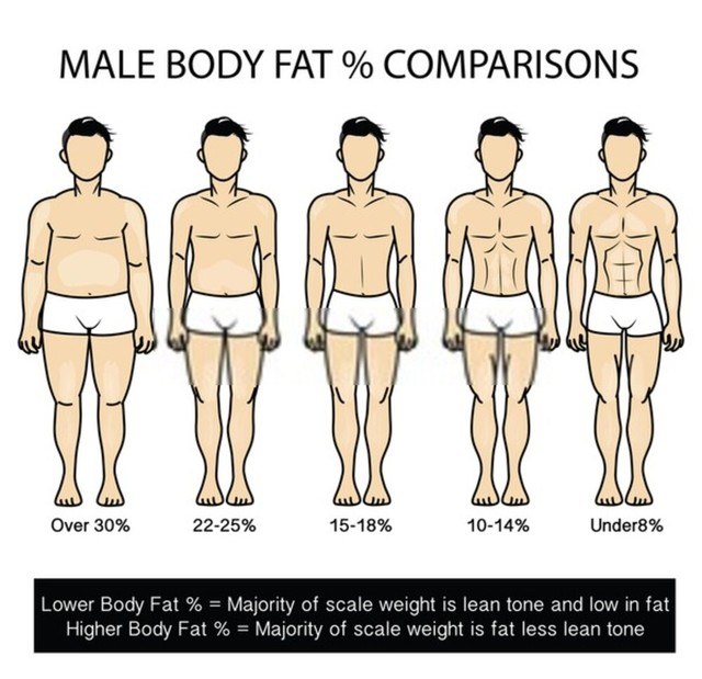 Body Fat Calculator »