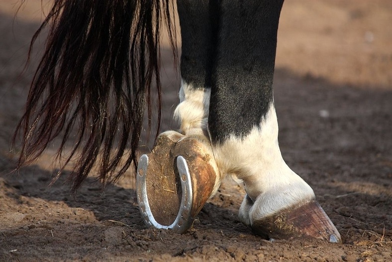 Why Do Horses Need Horseshoes? Hood MWR