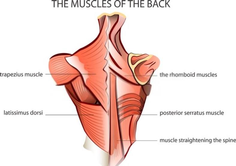 Basic Back Anatomy