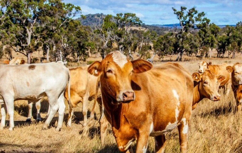 Cattle’s Leathers