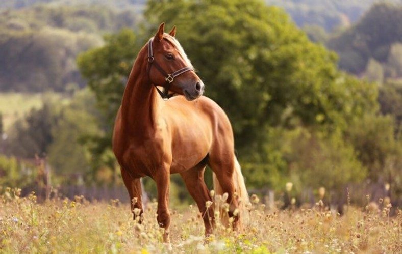 Horse’s Leathers