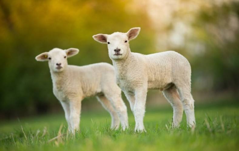 Lamb’s Leathers