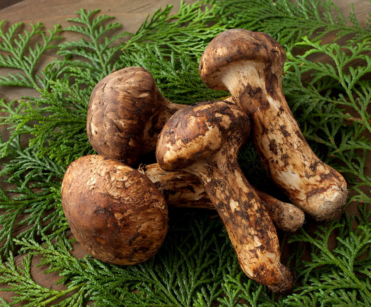 Matsutake Mushroom