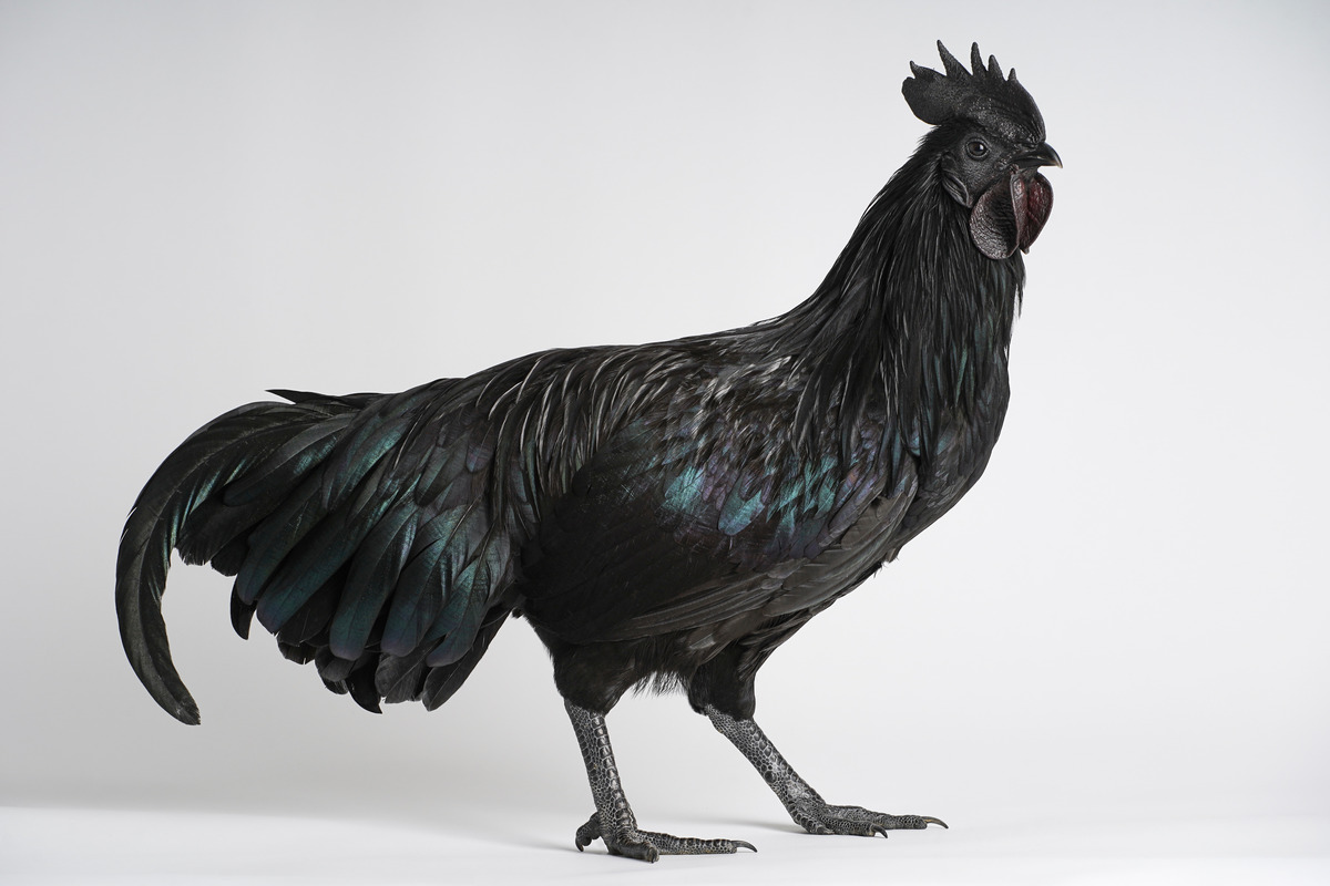 Ayam Cemani black chicken