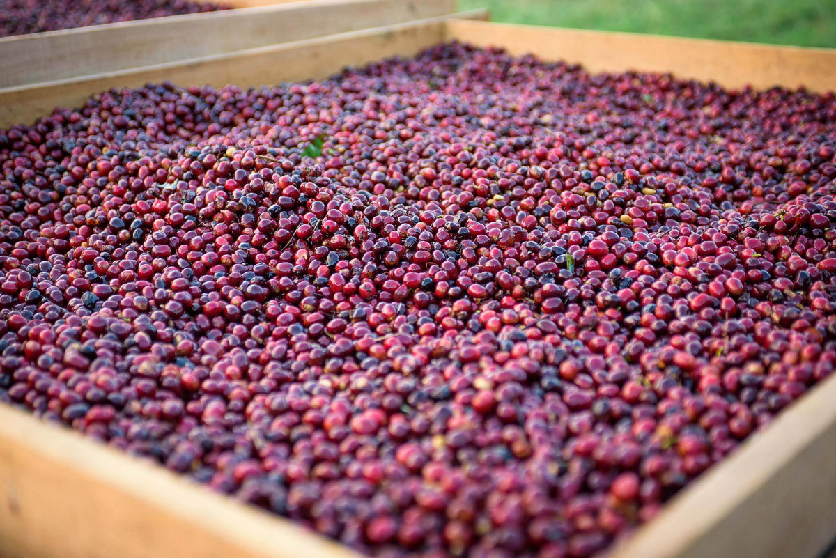 Hacienda La Esmeralda coffee