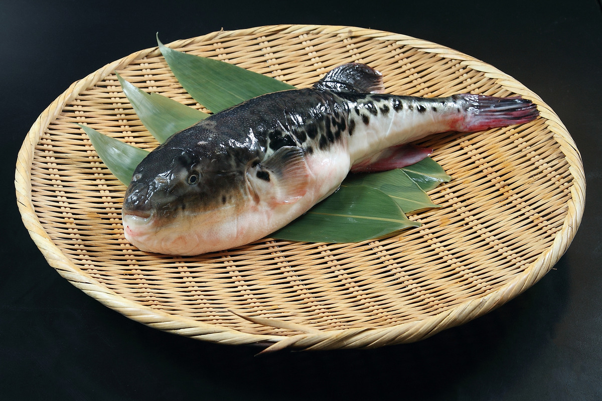 Fugu Fish