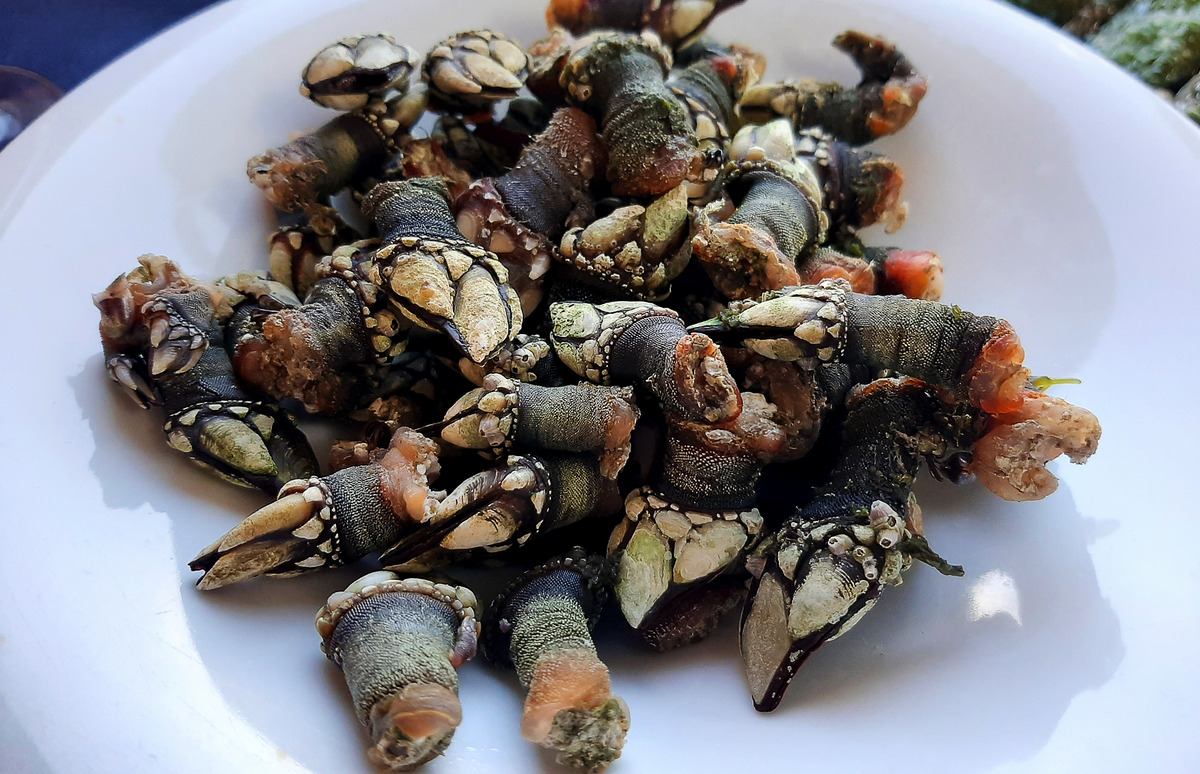 Gooseneck Barnacles