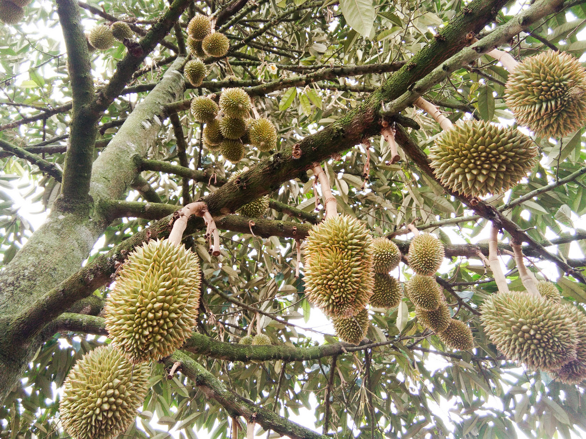 Kenyao Durian