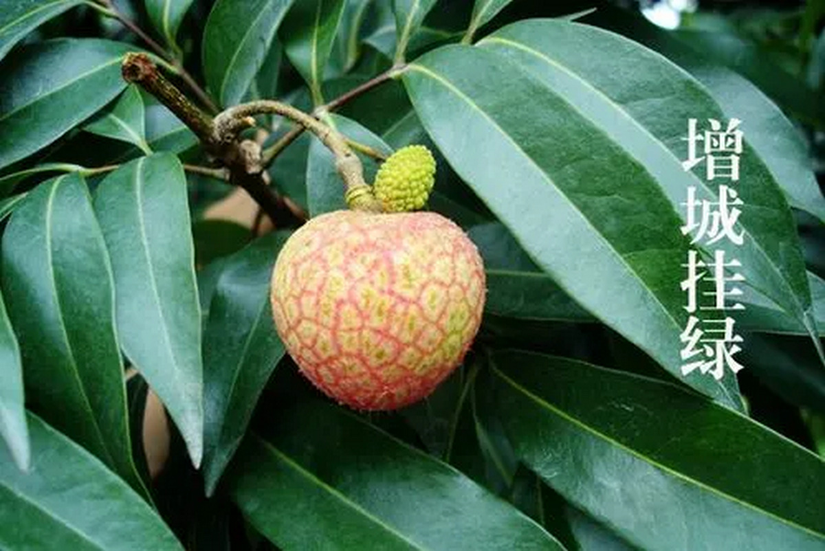 Zengcheng Hanging Green lychee