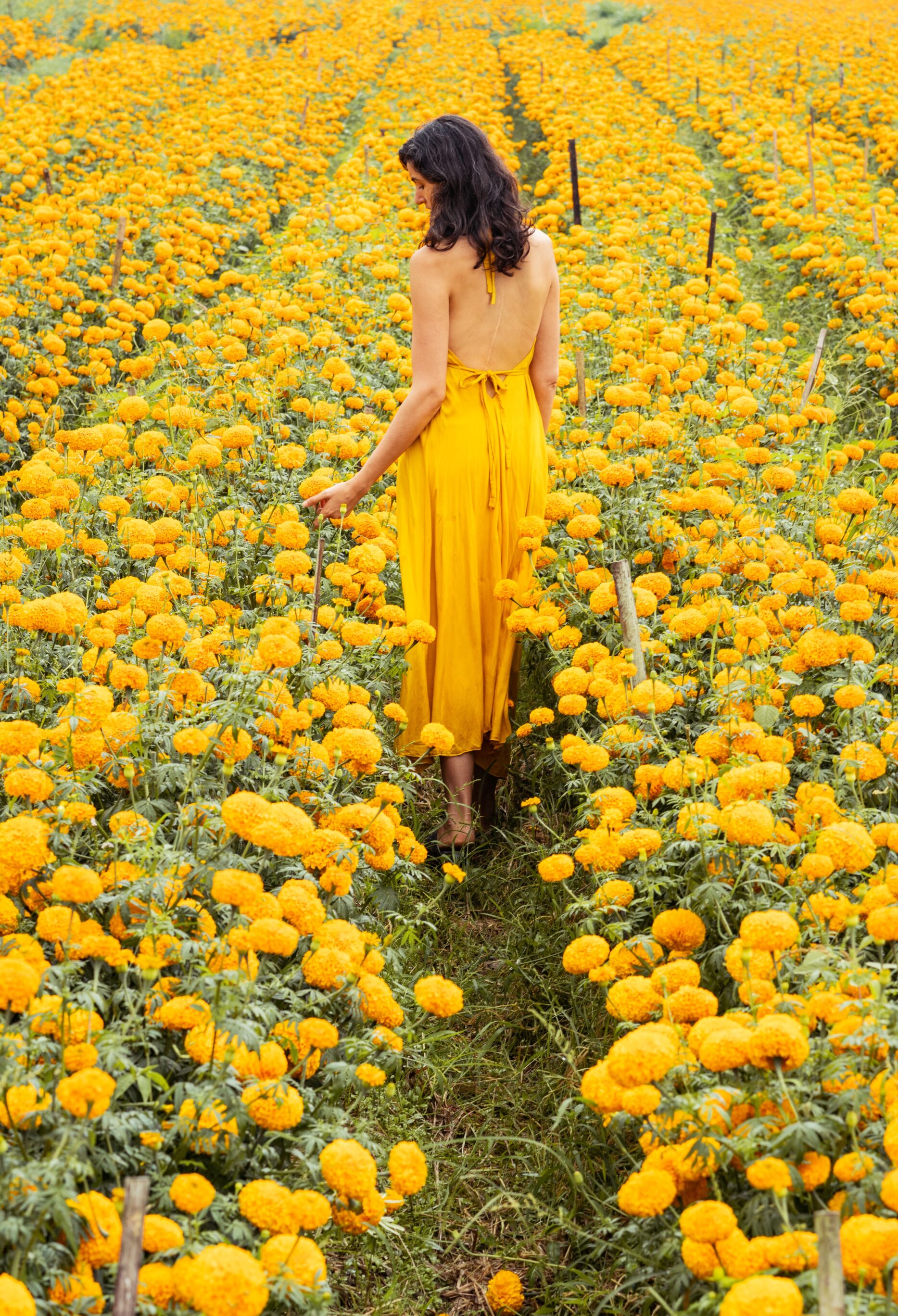 Marigold Yellow