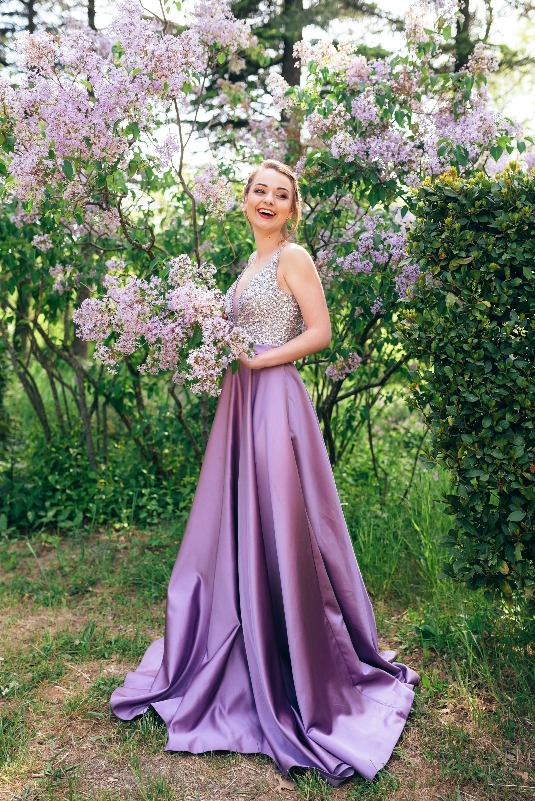 Purple Wisteria