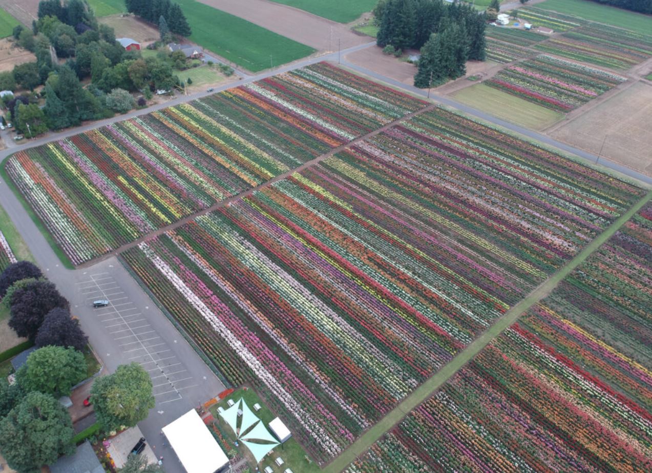 A beautiful garden at Swan Island Dahlia Farm via Dahlias.