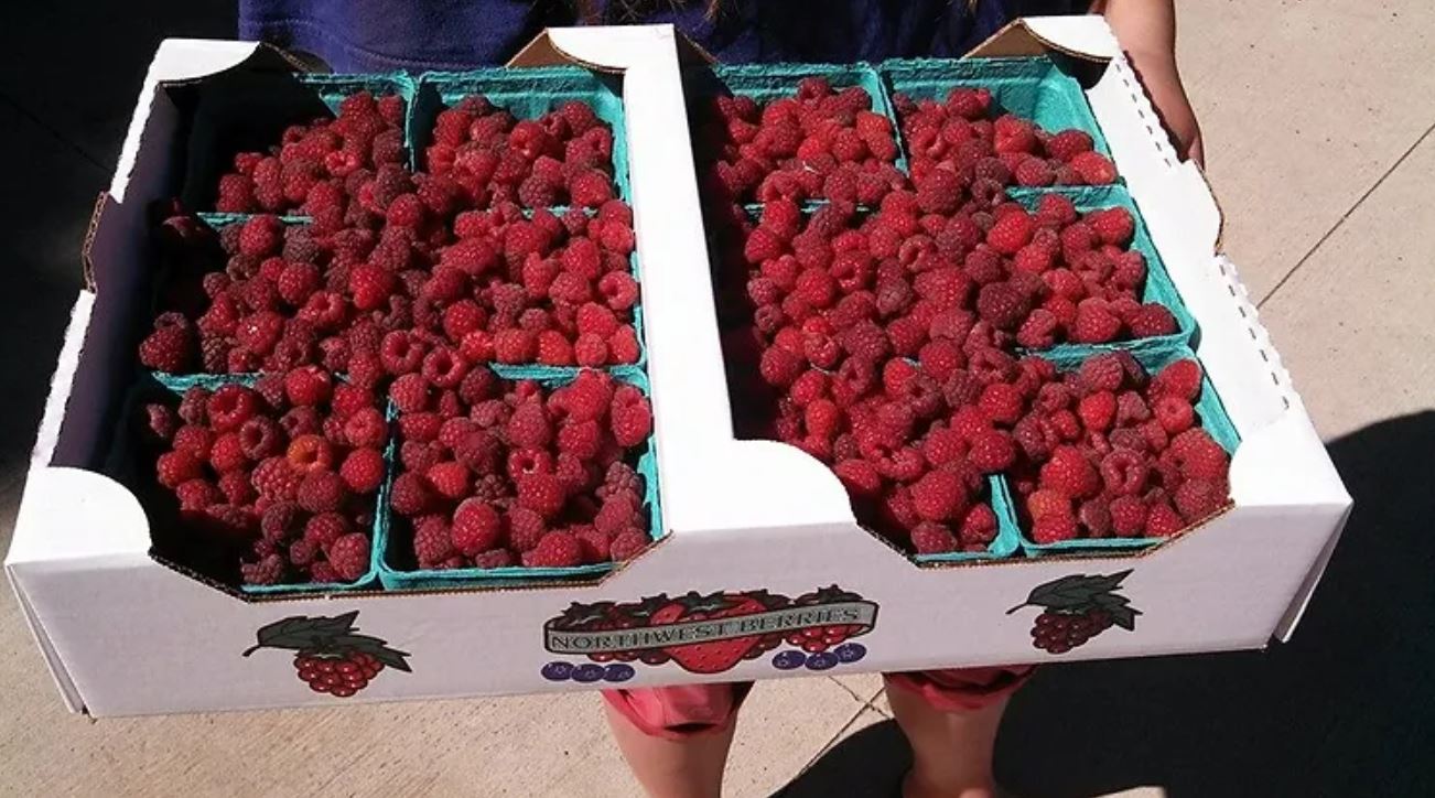 Picking raspberries at Montavons Berries via Montavons Berries