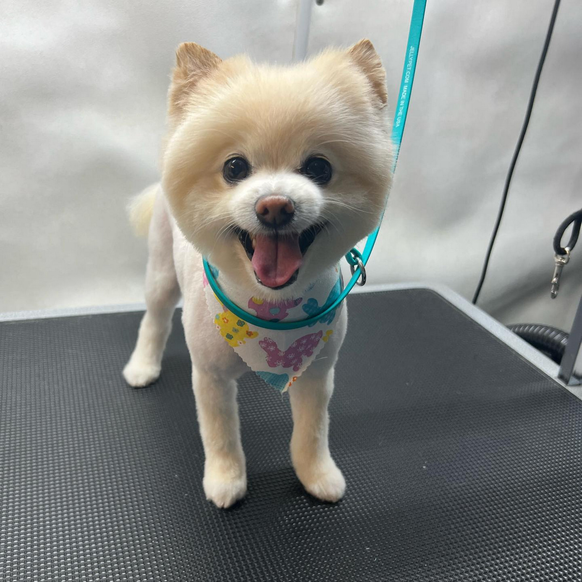 Puppy Cut