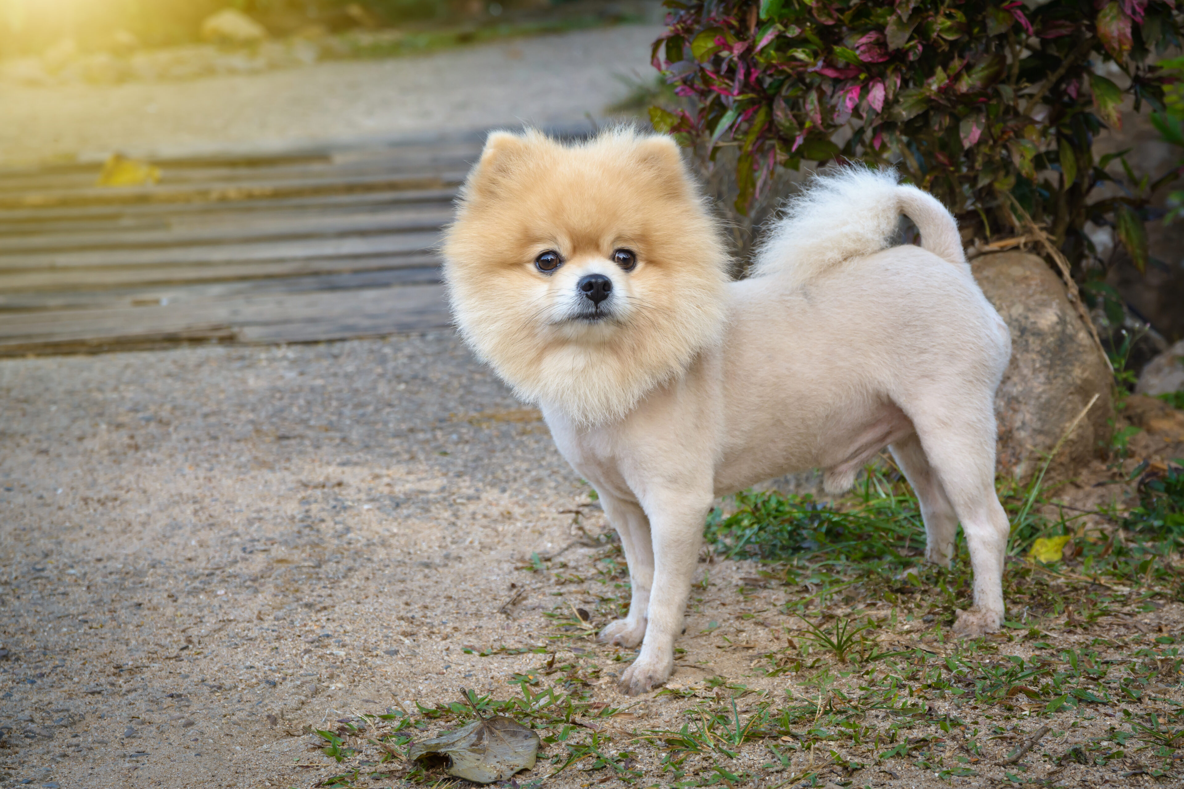 Lion Cut