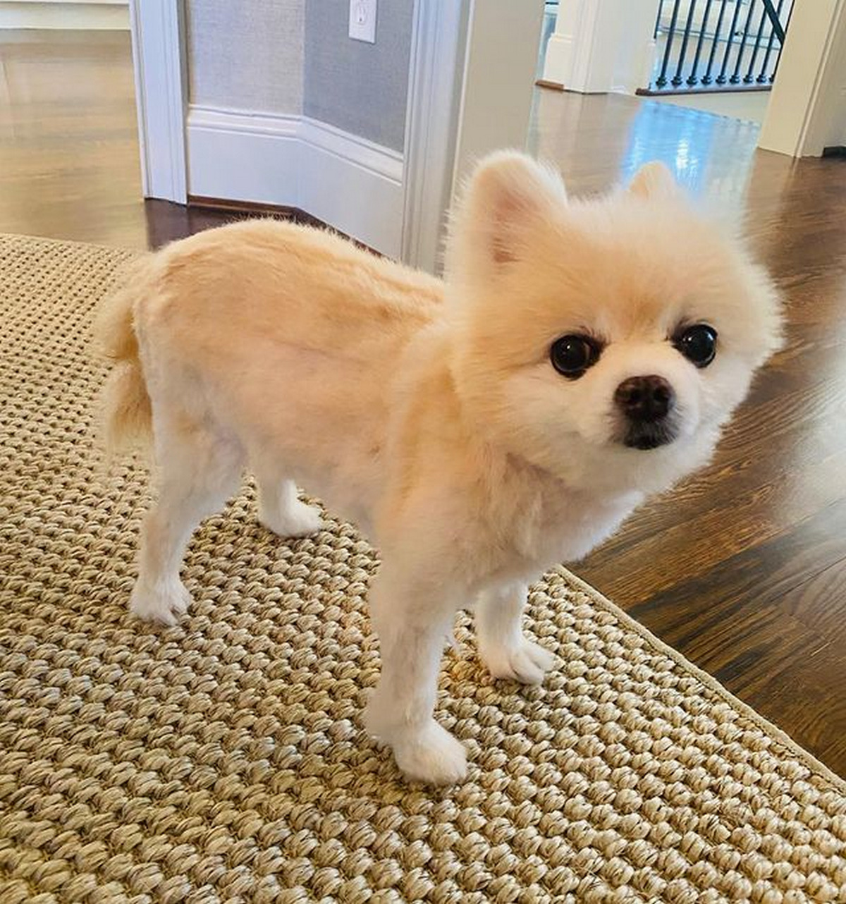 Mohawk Cut
