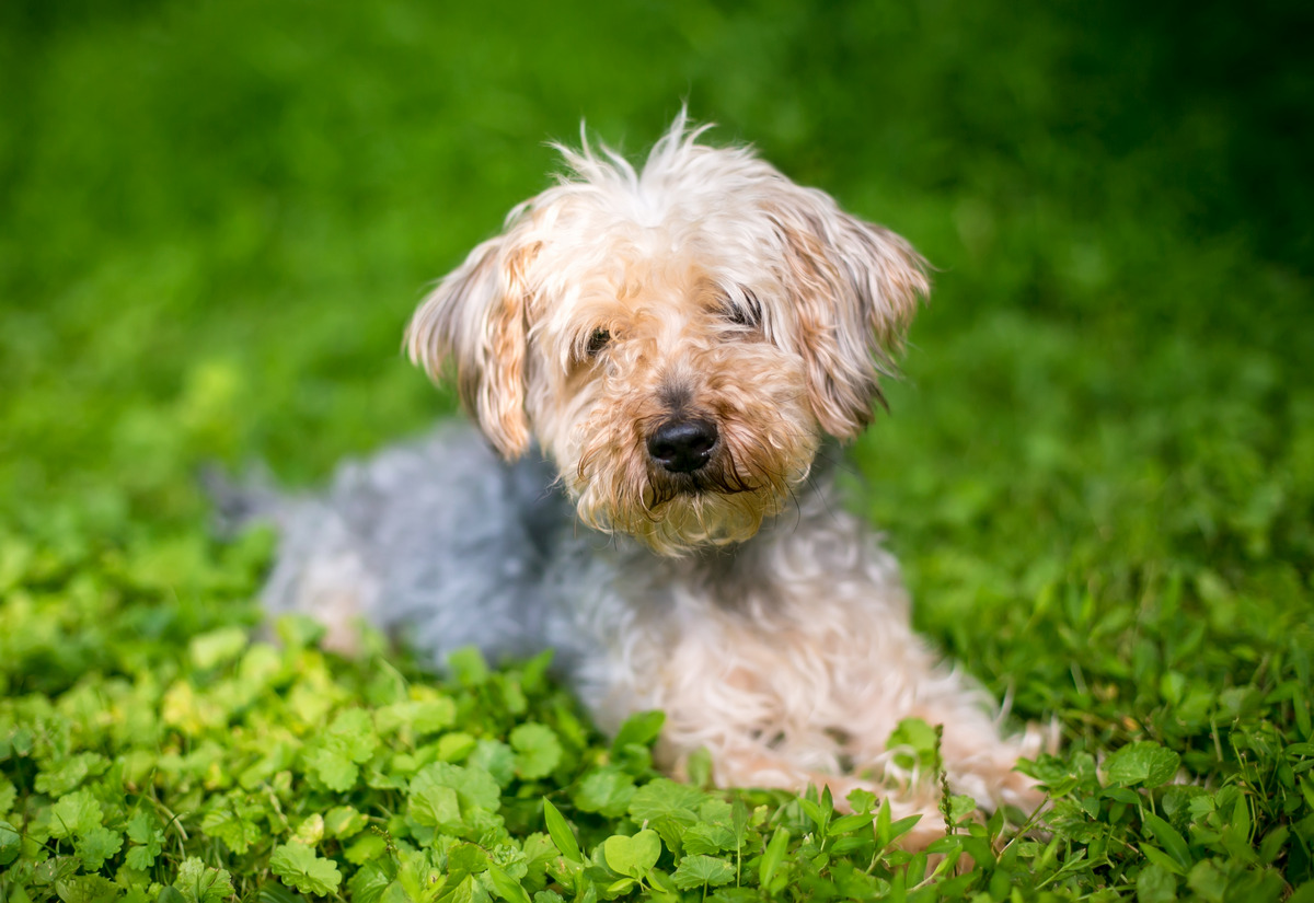 Poodle Cut