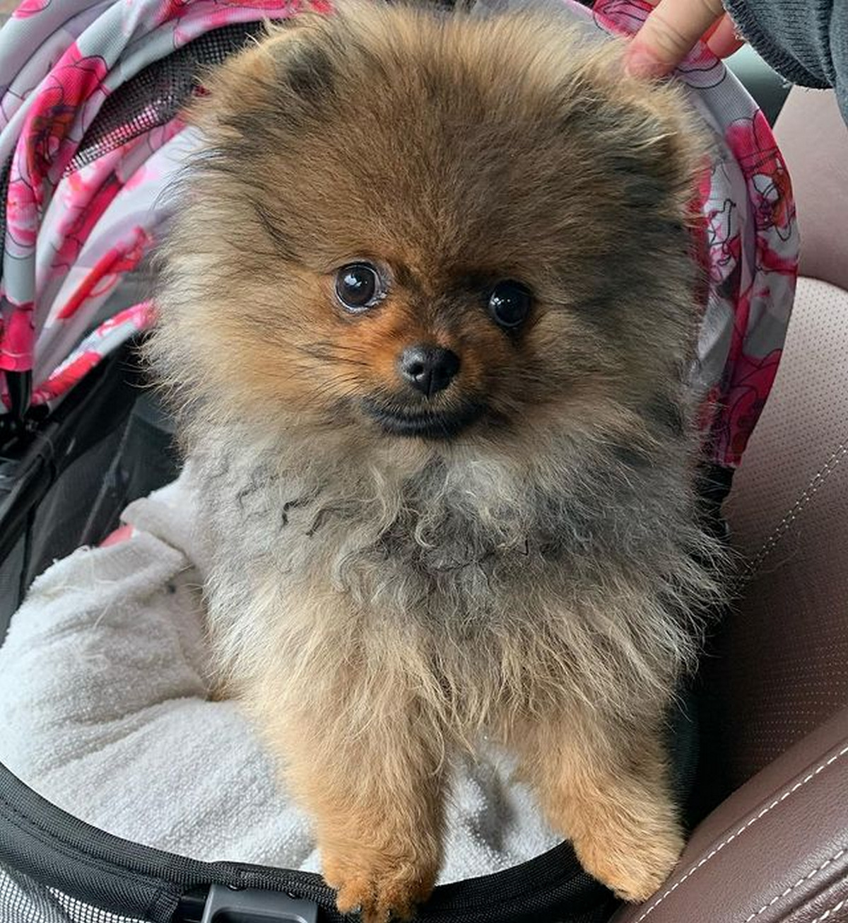 Ungroomed