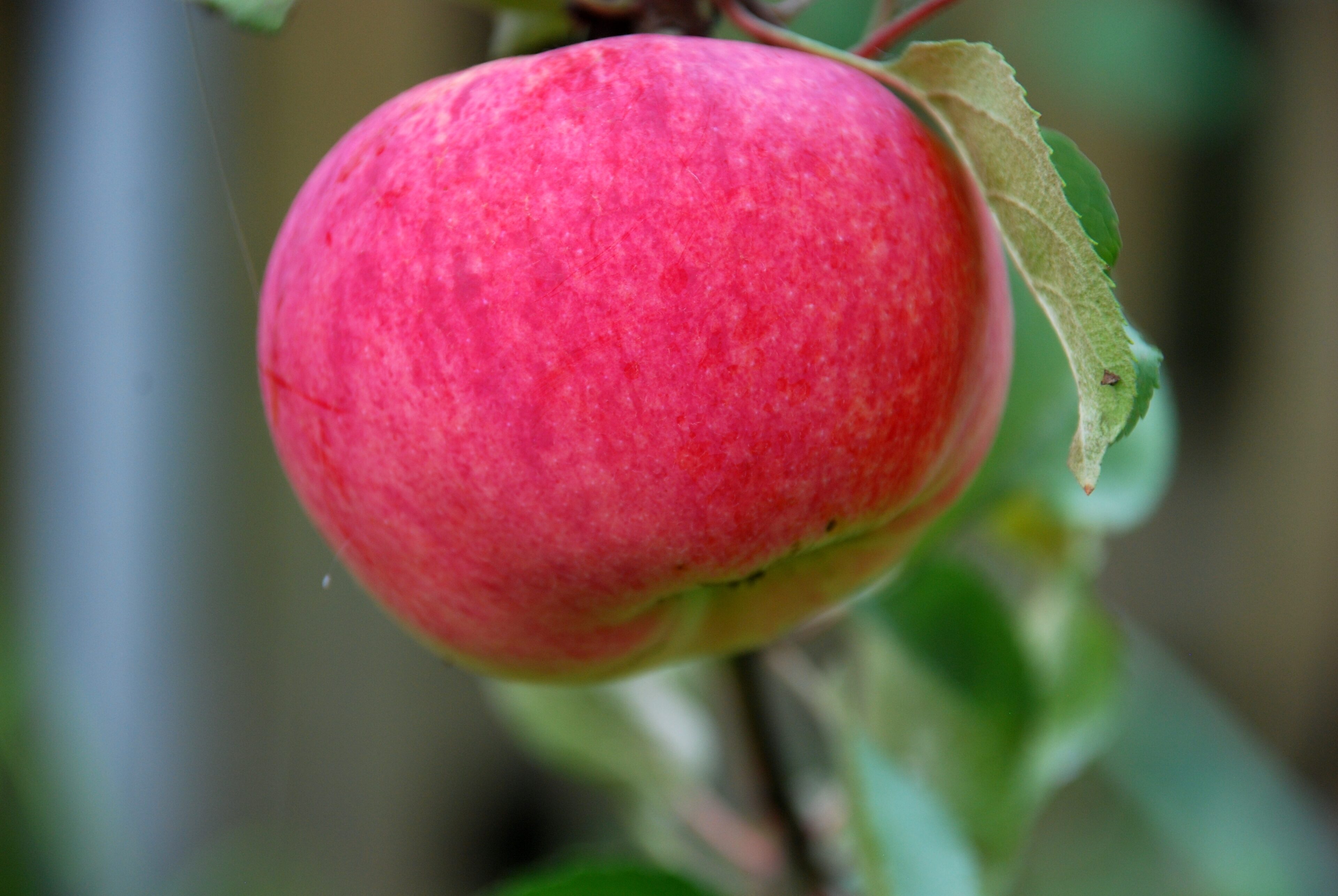A Medium-Sized Apple