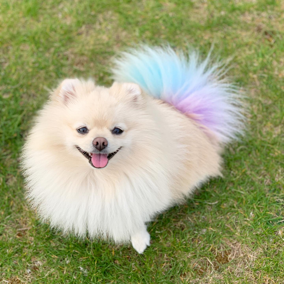 Dyed Tail