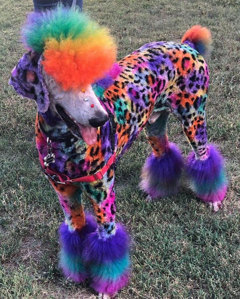 40 Adorable Poodle Haircuts Ideas for Your Pup's Next Grooming Hood MWR