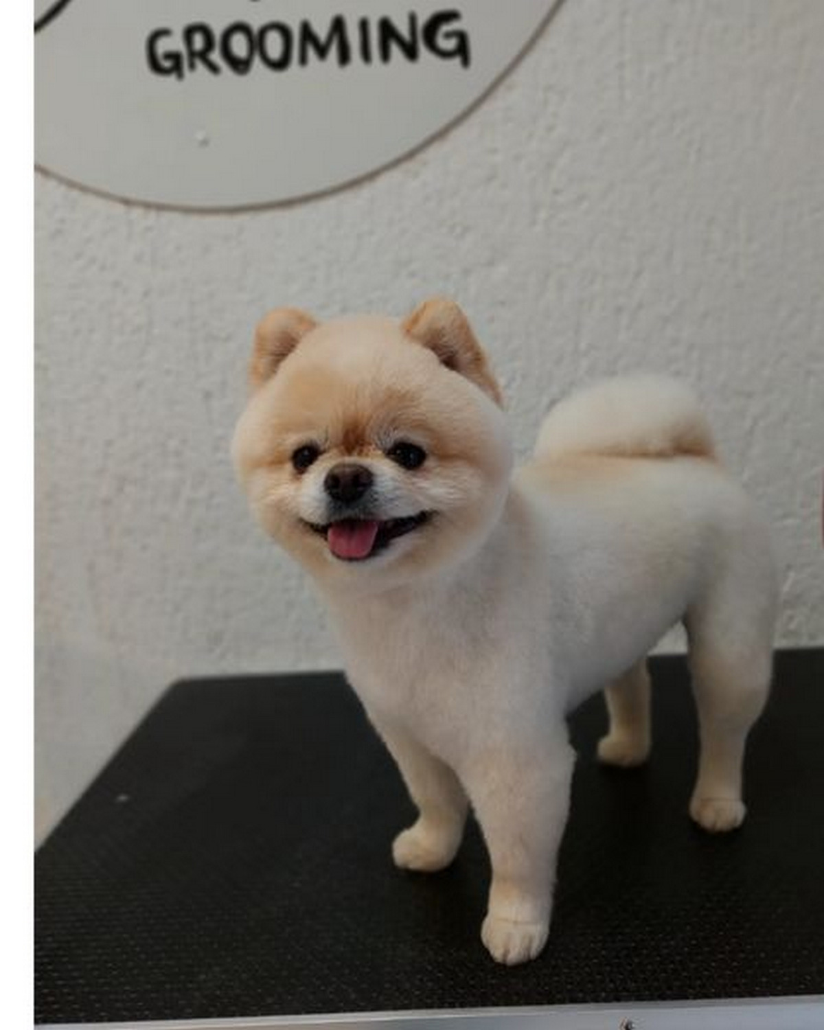 Teddy Bear Haircut