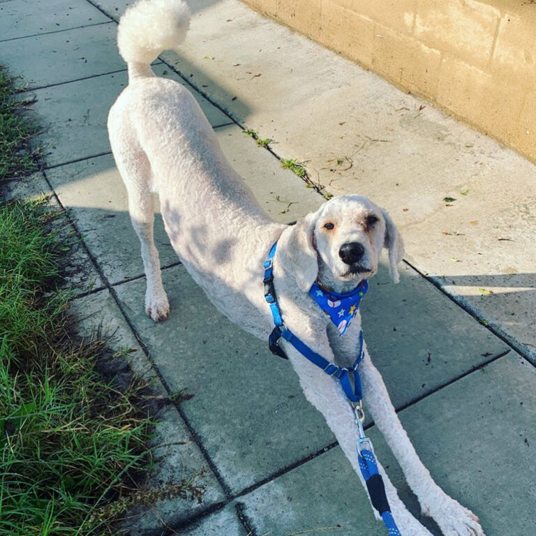 40 Adorable Poodle Haircuts Ideas for Your Pup's Next Grooming Hood MWR