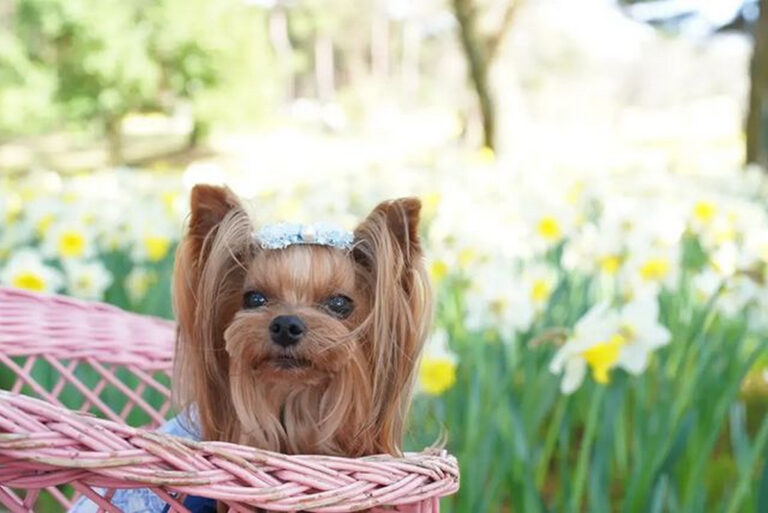 36 Adorable Yorkie Haircuts for Fashionable Look Hood MWR