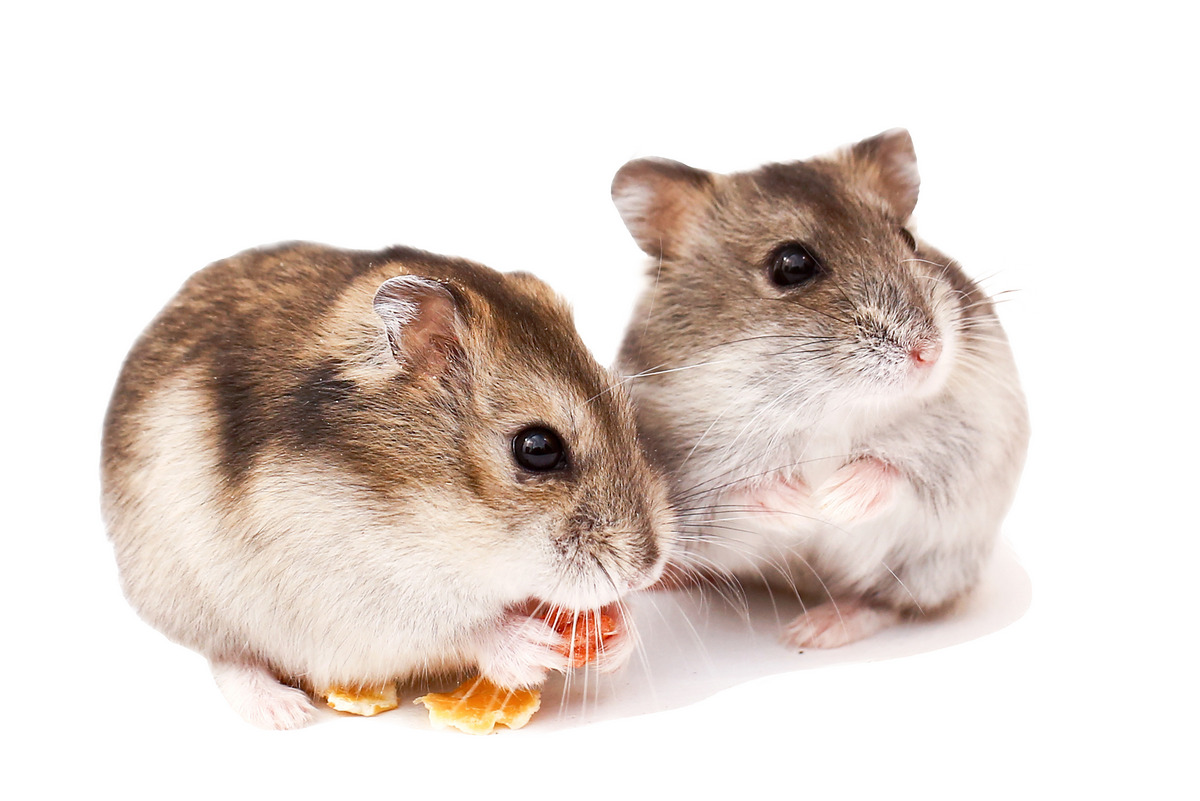 Two Hamsters