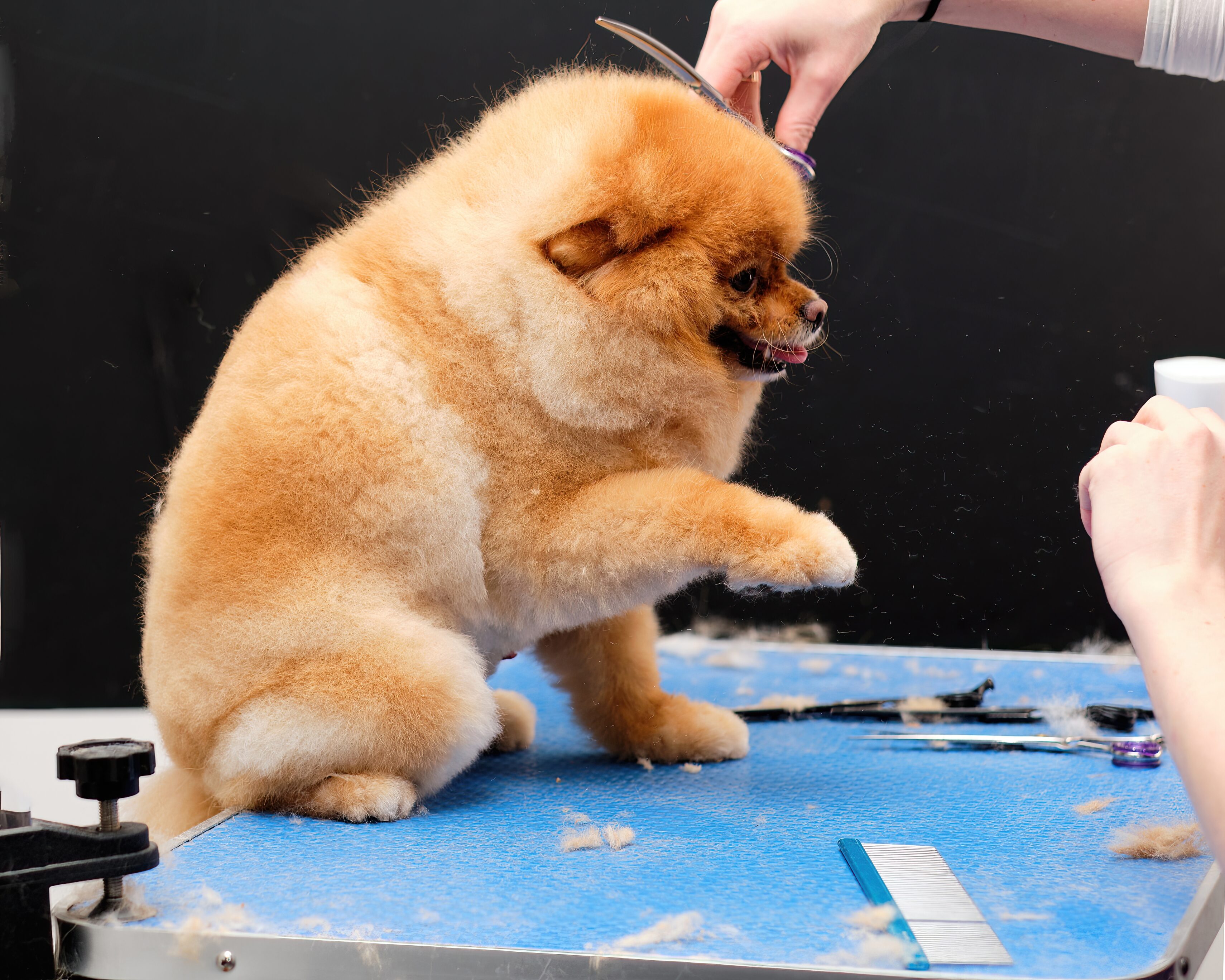 Bichon Head