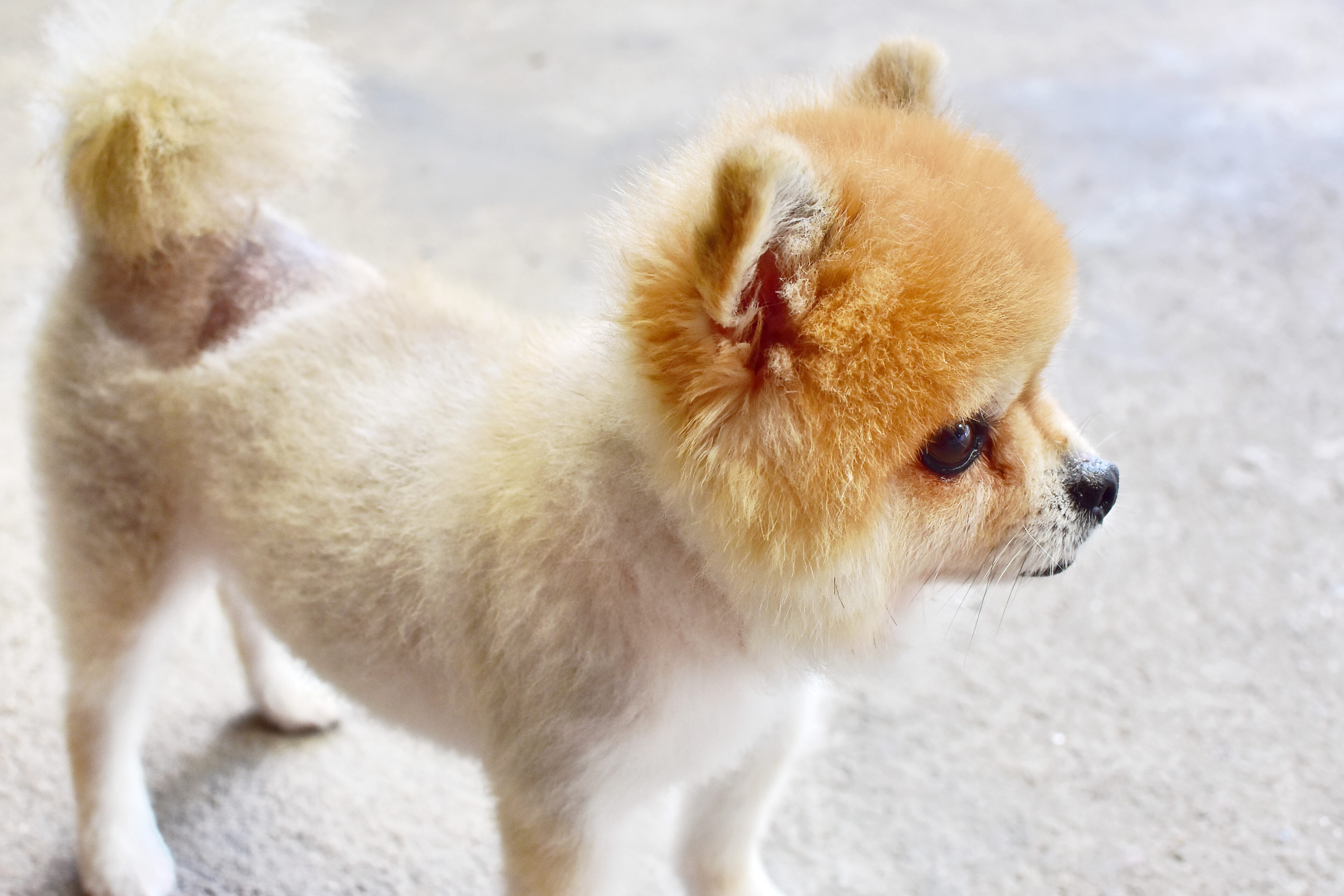 Shaved Haircut