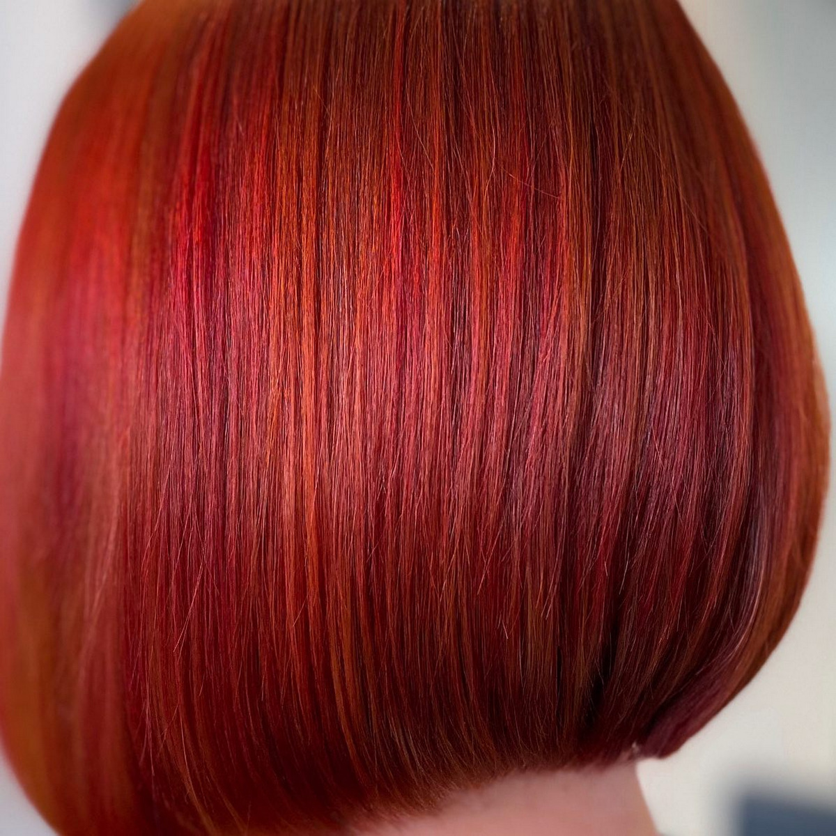 Dark Brown Pixie-Bob with Copper Highlights