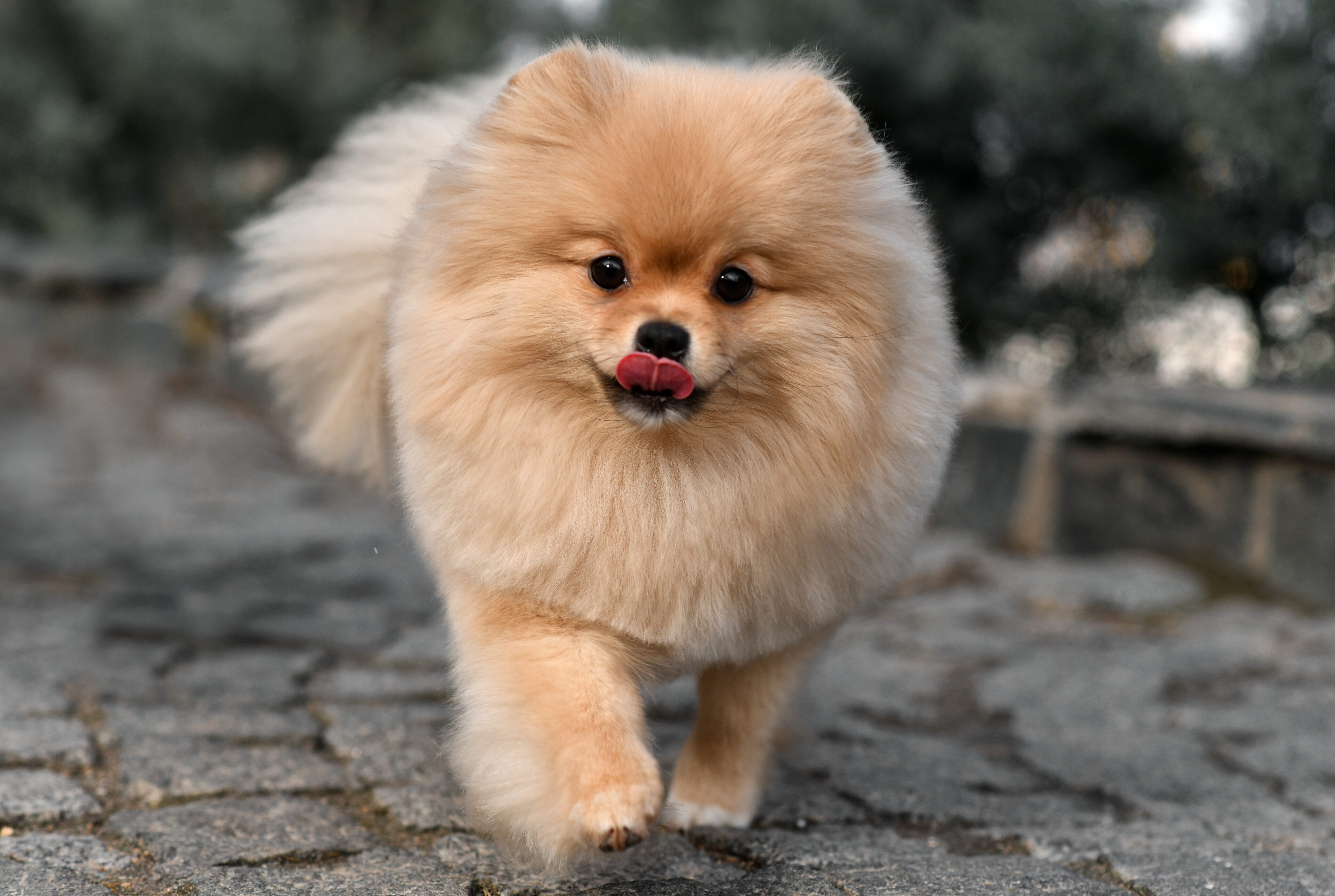 Puff Ball