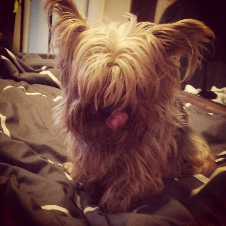 36 Adorable Yorkie Haircuts for Fashionable Look - Hood MWR