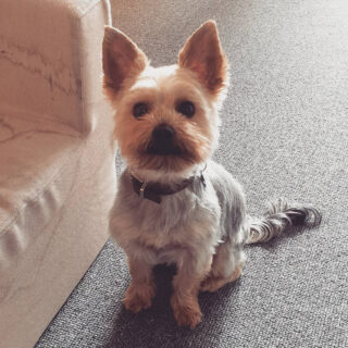 Mane Cut 36 Adorable Yorkie Haircuts for Fashionable Look - Hood MWR