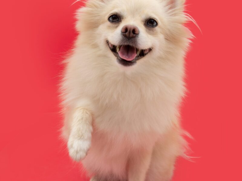 35 Pomeranian Haircuts Ideas For Dog Lovers