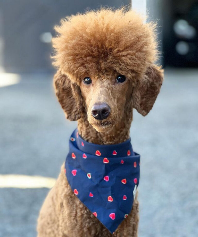 40 Adorable Poodle Haircuts Ideas for Your Pup's Next Grooming Hood MWR