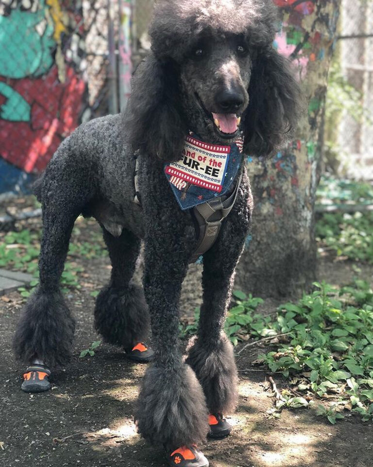 40 Adorable Poodle Haircuts Ideas for Your Pup's Next Grooming Hood MWR