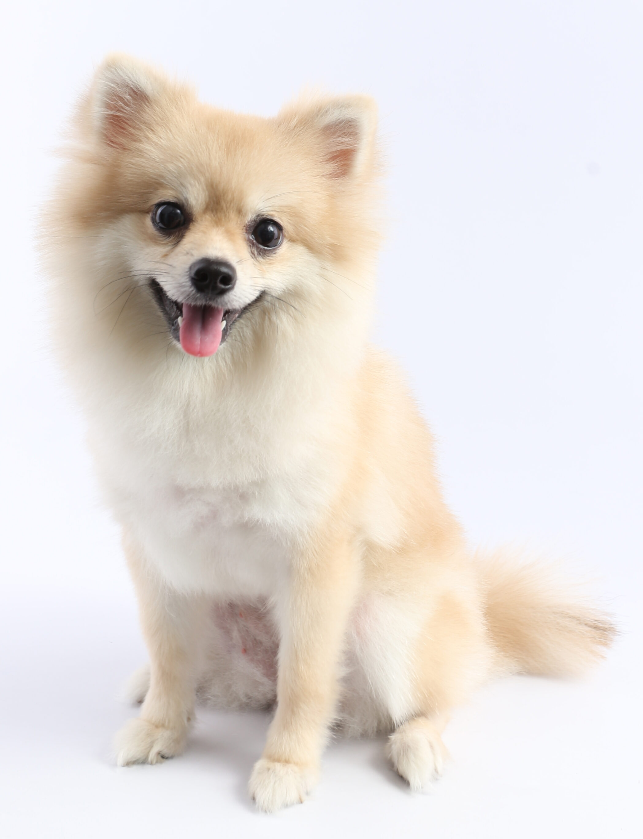 Fox Tail Cut
