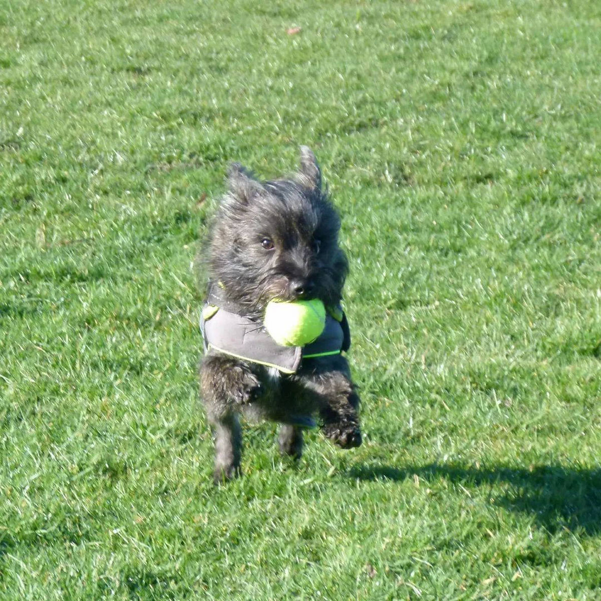 Westie Cut