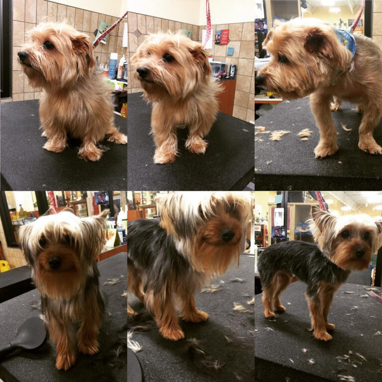 36 Adorable Yorkie Haircuts for Fashionable Look Hood MWR