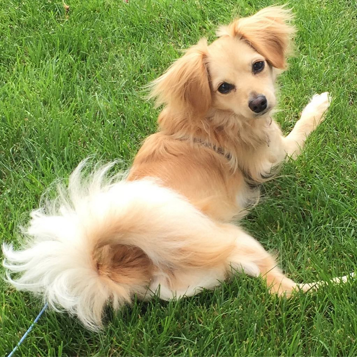 Frizzy Tail