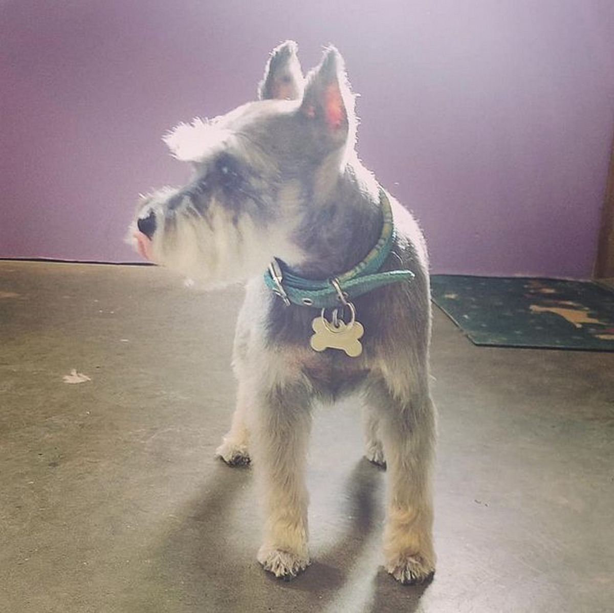 Schnauzer Trim