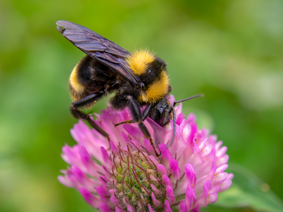 A Bumblebee Bat