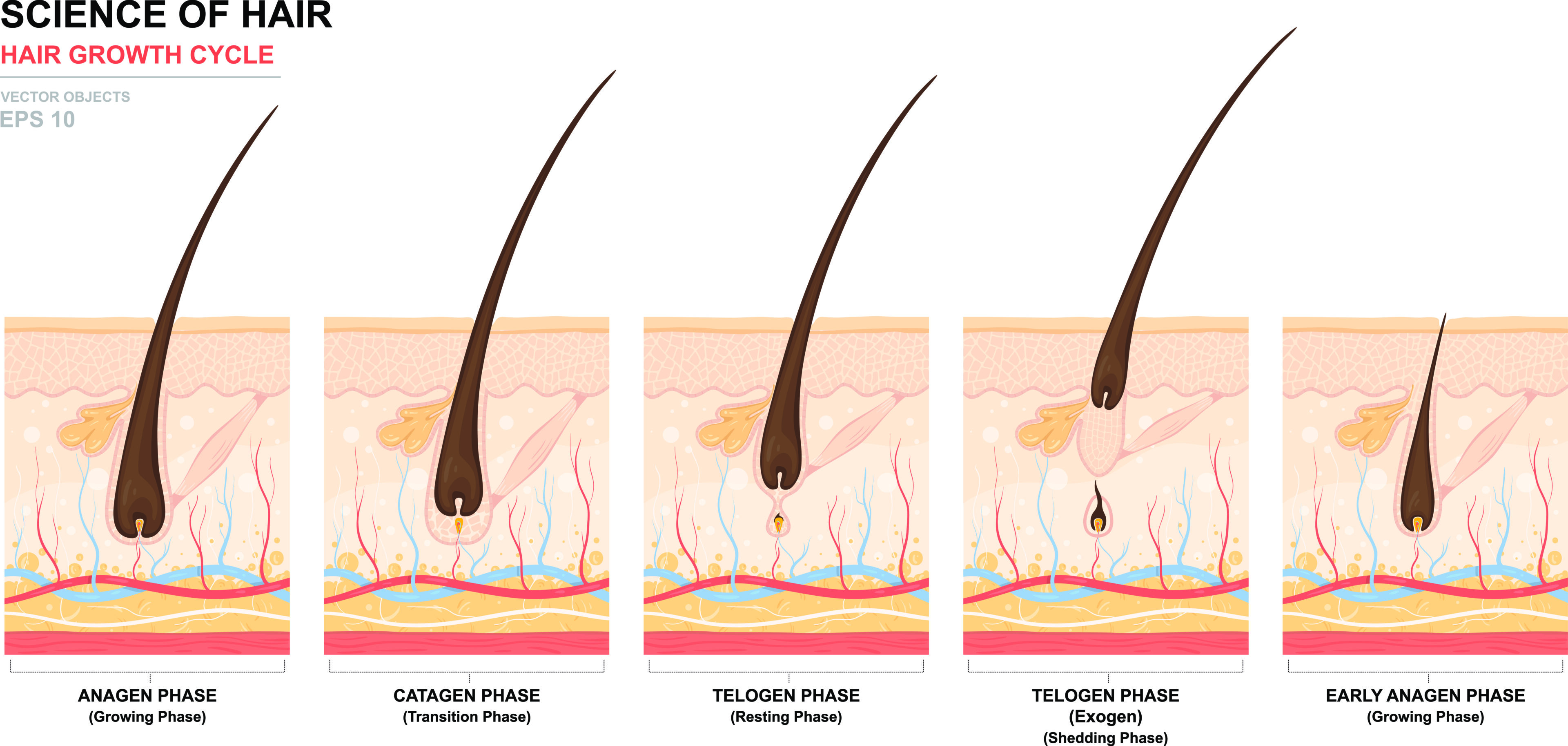 Hair Growth Cycle - From Growing Phase to Shedding Phase