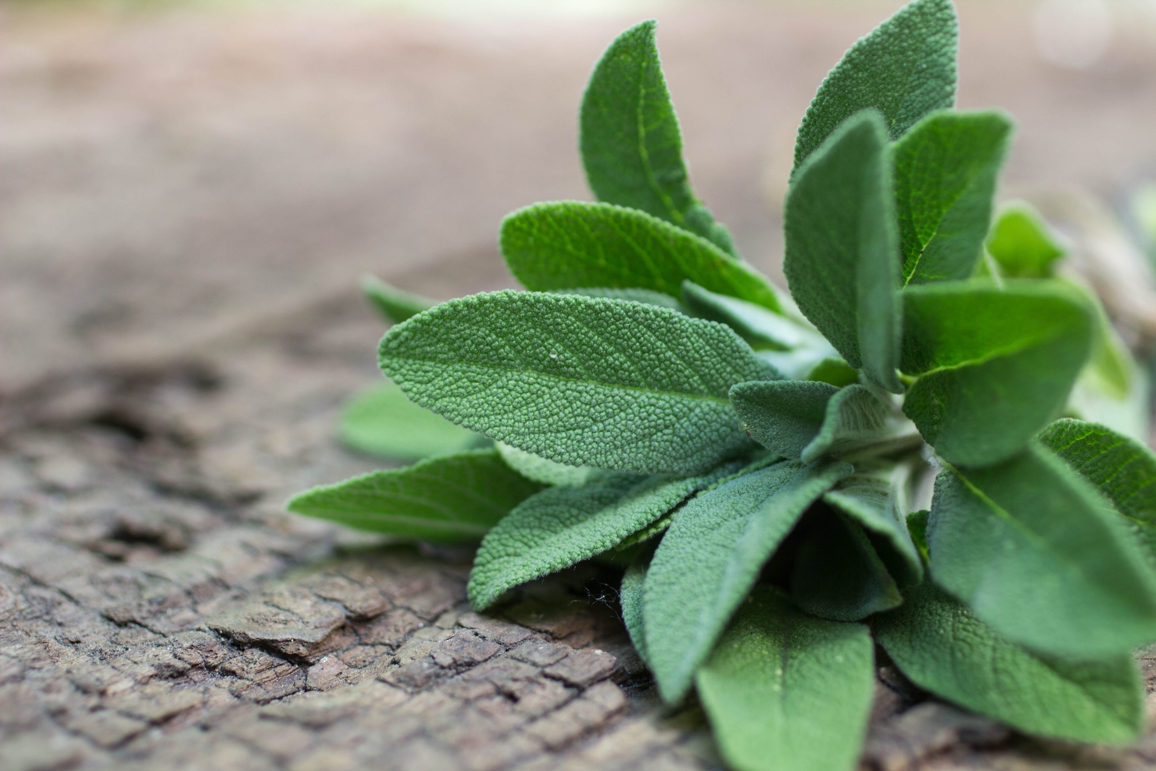 Sage
