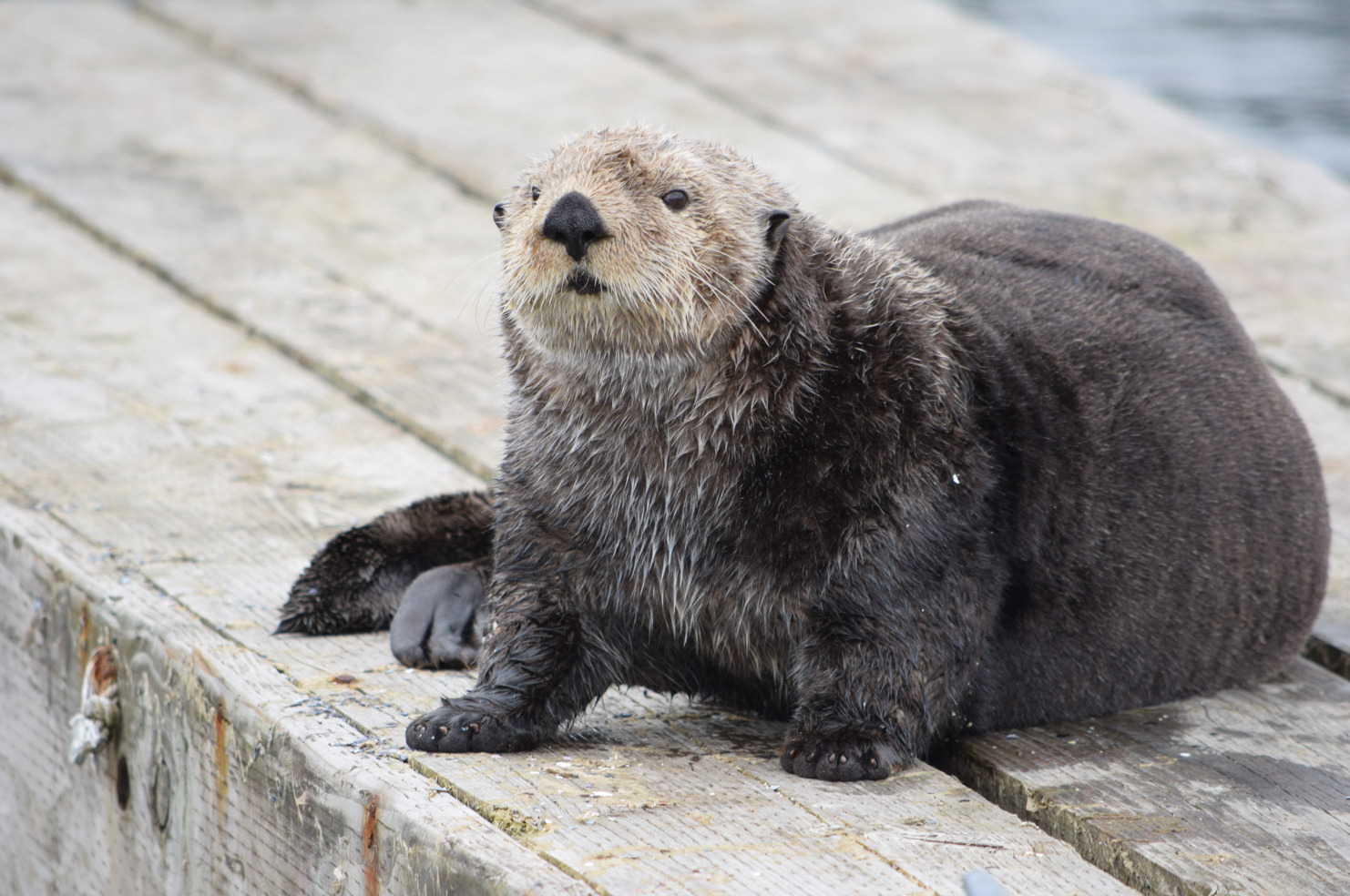 Sea Otter