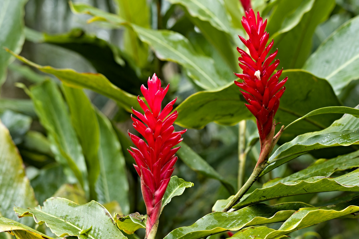 The Red Ginger Plant