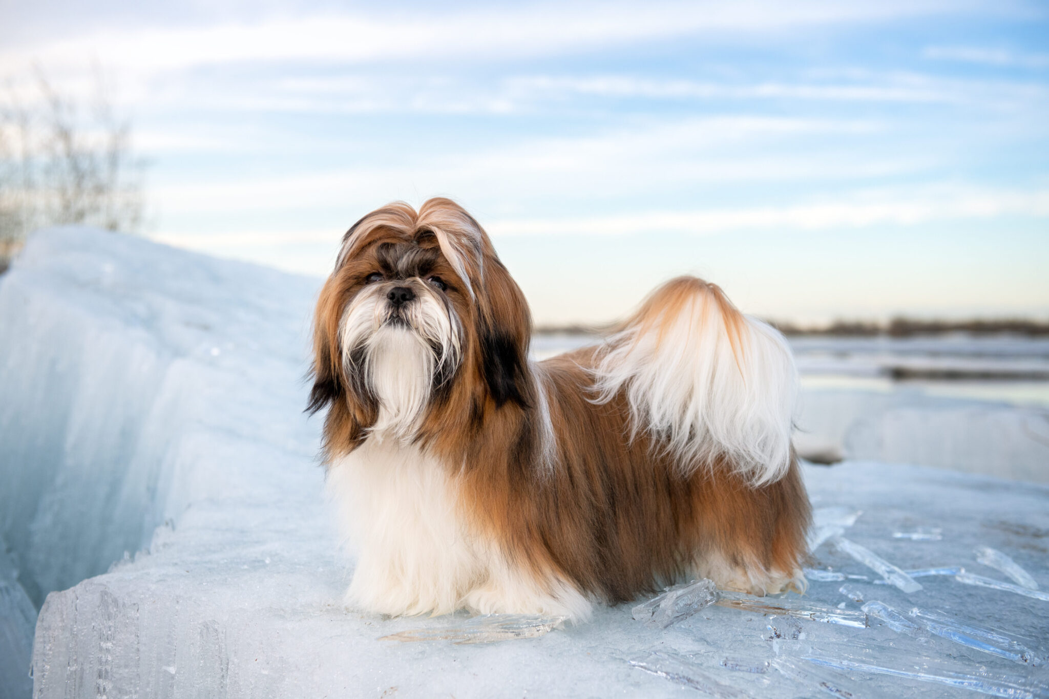 Caring for Your Long Haired Shih Tzu: Expert Pet Care Tips - Nahf